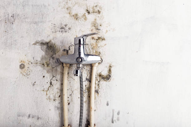 Best Kitchen Mold Remediation in Safford, AZ
