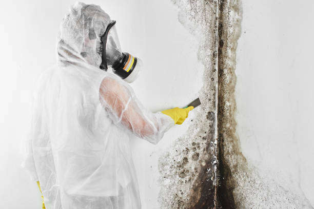 Trusted Safford, AZ Mold Remediation Experts