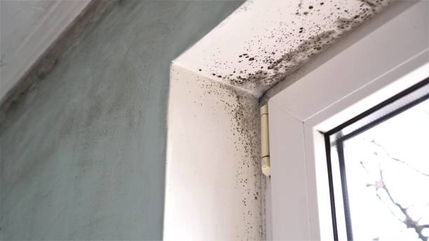 Best Bathroom Mold Remediation in Safford, AZ