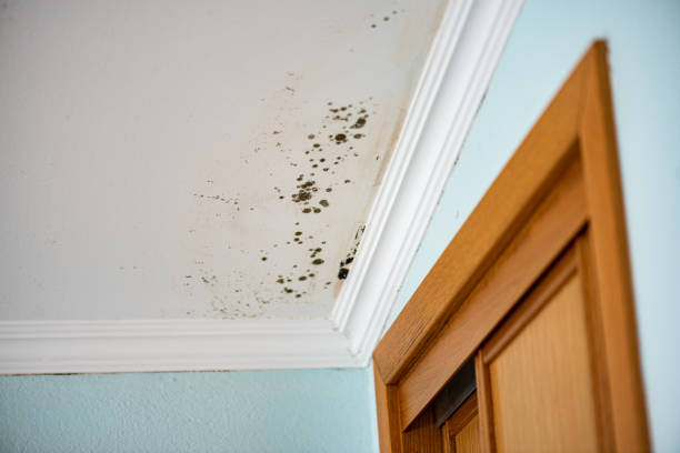 Best Attic Mold Remediation in Safford, AZ