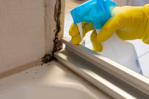 Best Preventive Mold Services in Safford, AZ