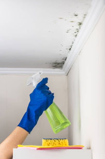 Best Industrial Mold Remediation in Safford, AZ