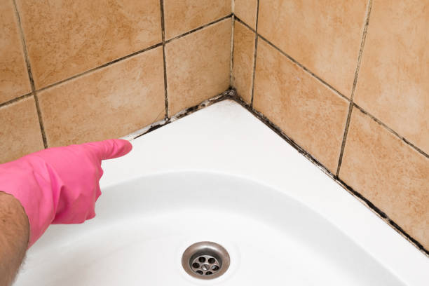 Best White Mold Remediation in Safford, AZ
